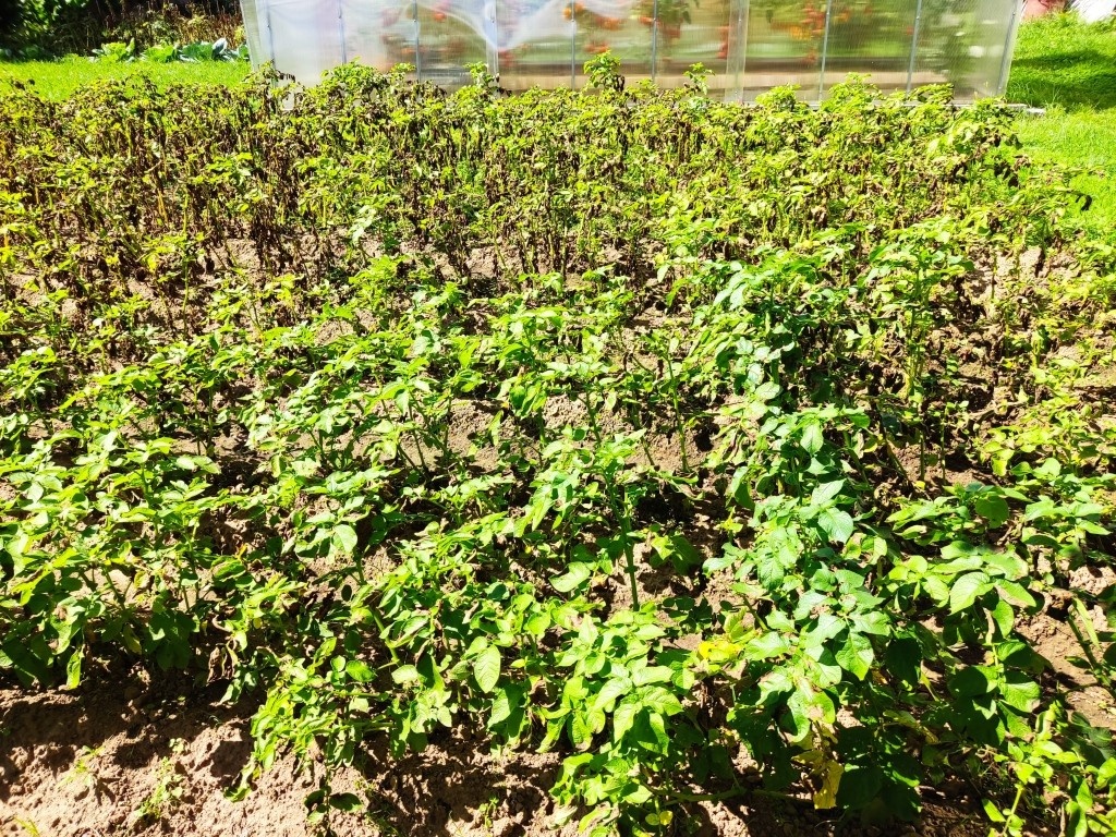 Такая внезапная картина появляется у наших родственников уже который год подряд