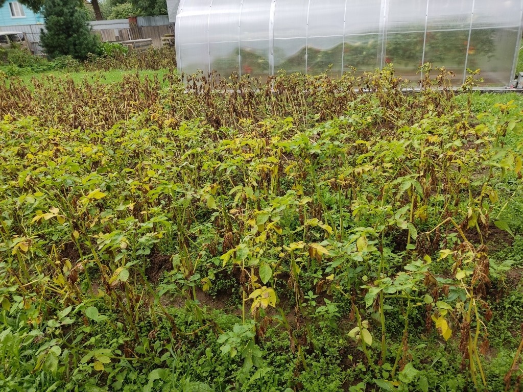 На первом плане и на заднем — два разные сорта картофеля... И дальние борозды выглядят хуже — они больше почернели...