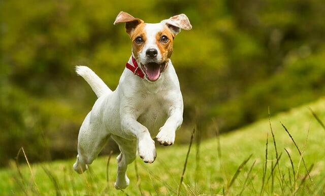 Наша сегодняшняя героиня — ураган по имени Джесси.