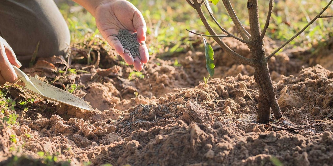 Чем подкормить сад в конце лета: готовим растения к зиме
