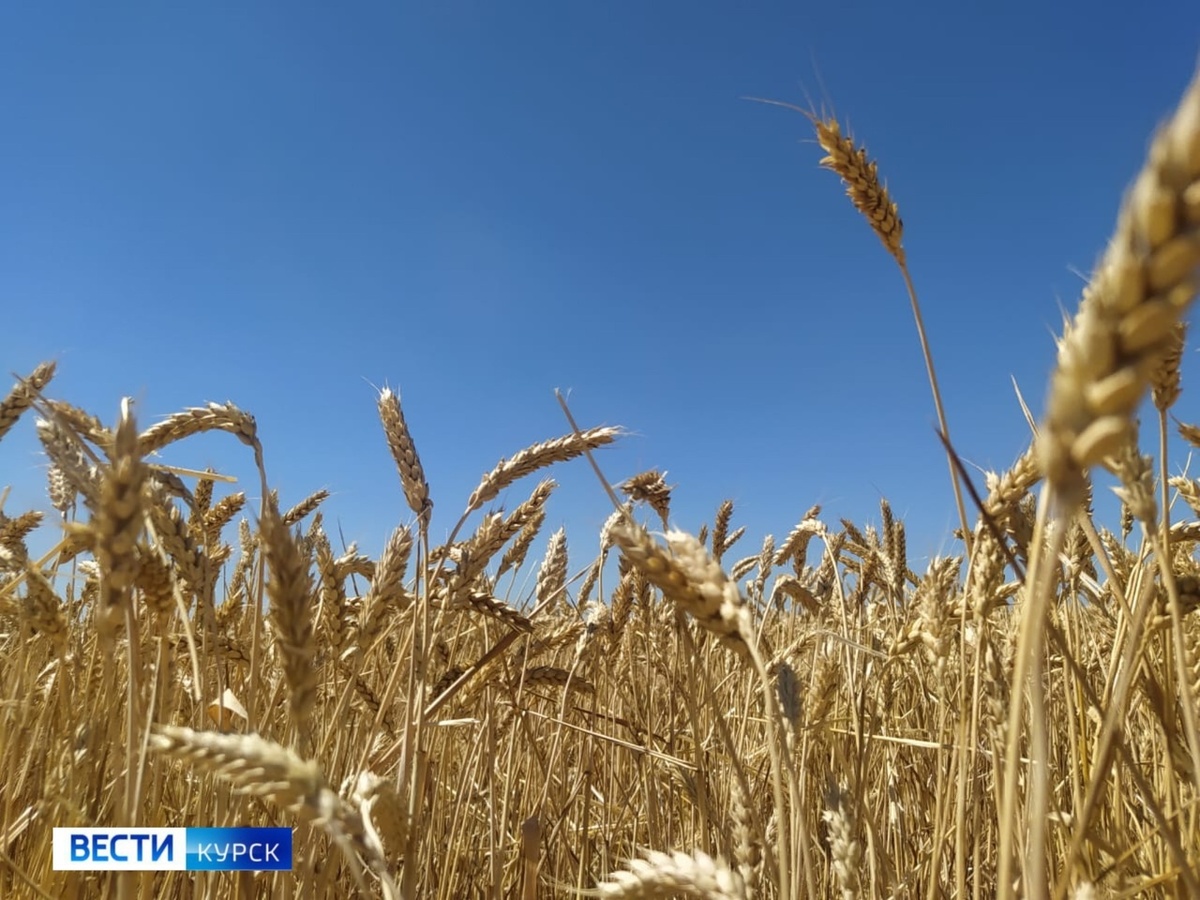    Первый миллион тонн зерна убран в Курской области