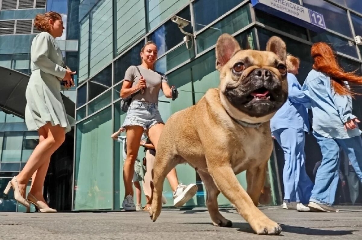    Гвардейский сквер в Рязани преобразится: площадка для собак – в перспективе