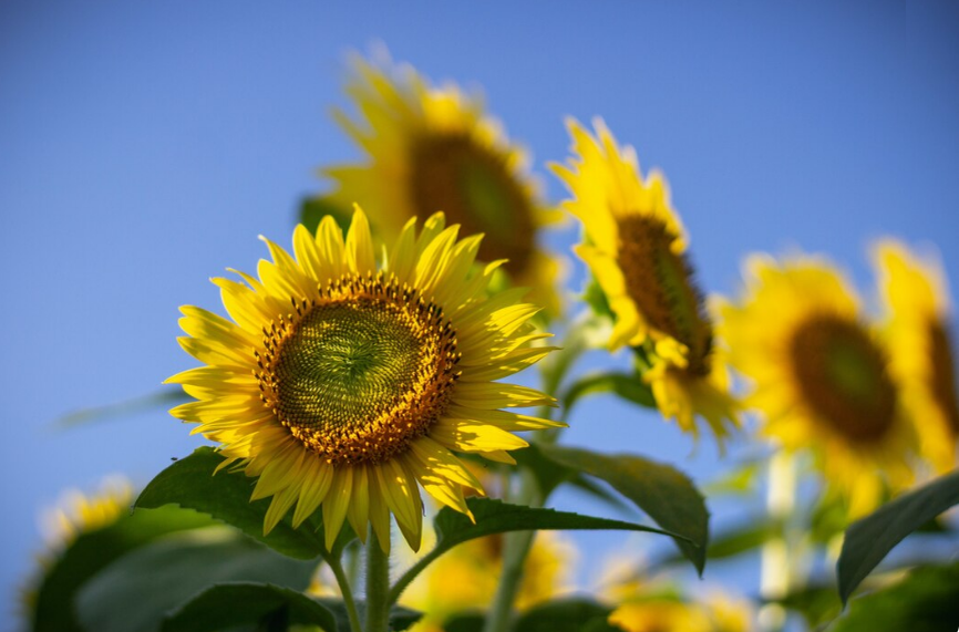    Фото с сайта ru.freepik.com создано с помощью ИИ Марина Ецкова