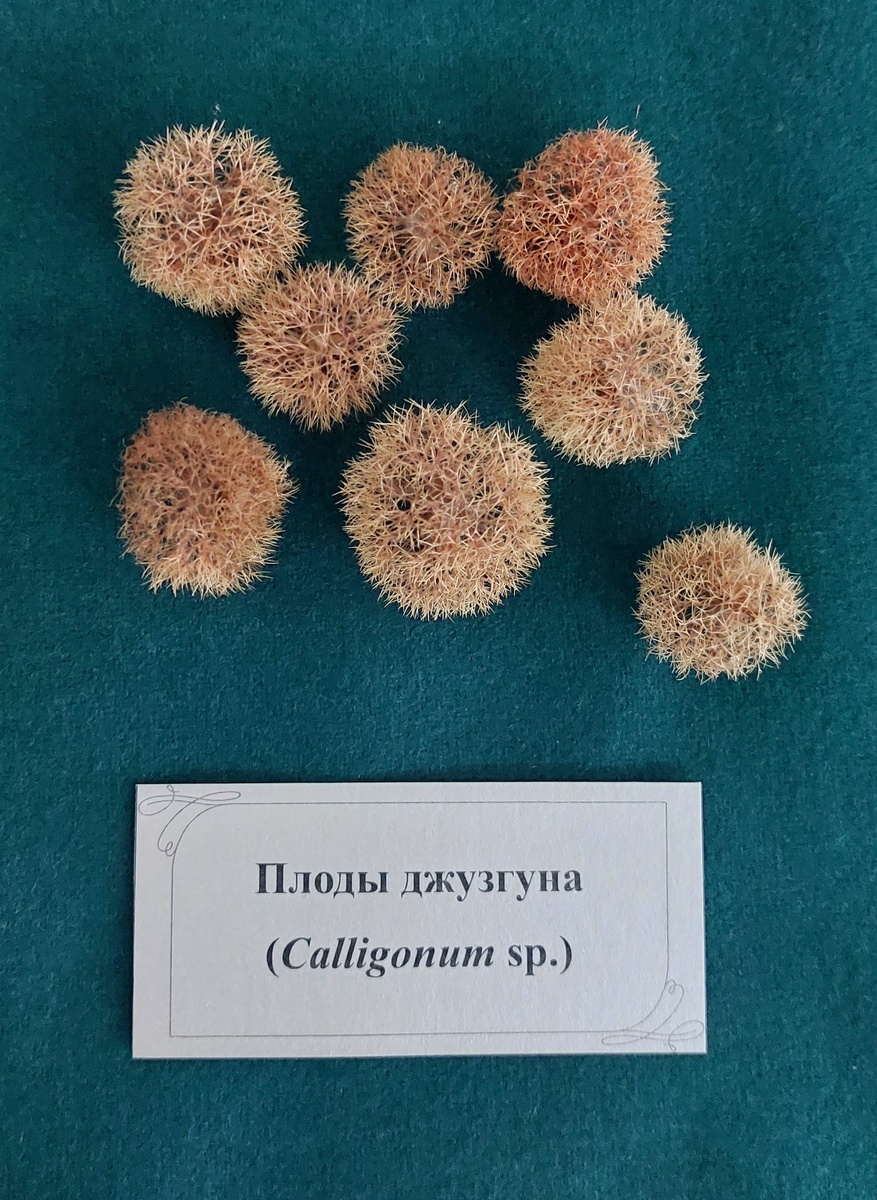 Из фондов ботанического отдела Зоологического музея и гербария им. Э.А. Эверсмана