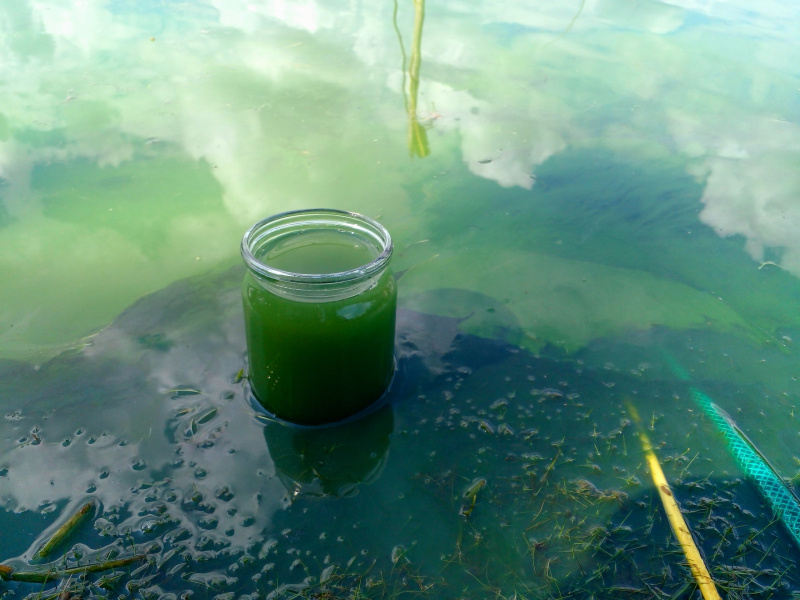    Озеро позеленело в Карелии, местные жители бьют тревогупаблик «Тикша за чистые озёра и реки»