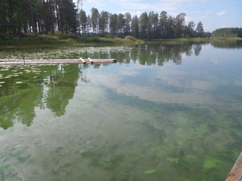    Озеро позеленело в Карелии, местные жители бьют тревогупаблик «Тикша за чистые озёра и реки»