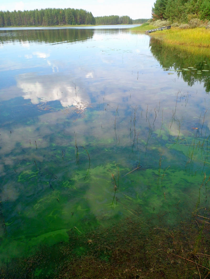    Озеро позеленело в Карелии, местные жители бьют тревогупаблик «Тикша за чистые озёра и реки»