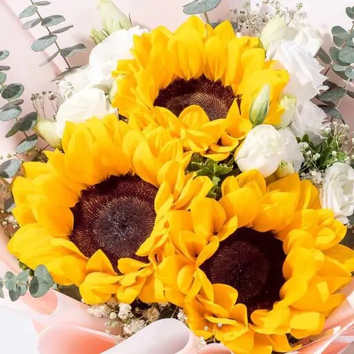   Цветущий подсолнух Вера Курилыч