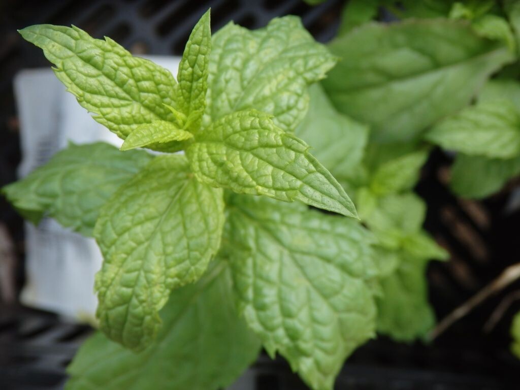  Мята перечная