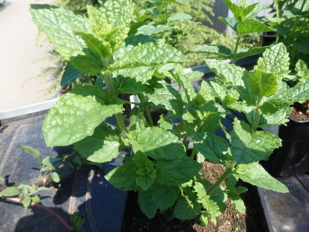  Мята Марокко