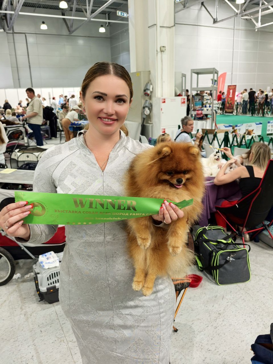 Май на Чемпионате - Померанский шпиц - Победитель класса, Чемпион Федерации