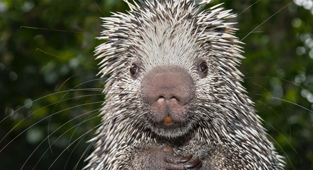 картинка для иллюстрации взята в свободном доступе инета 