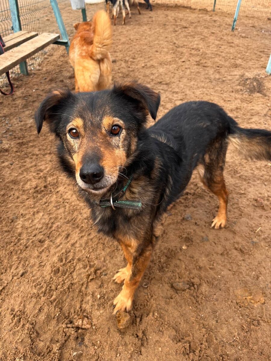 Привет! Я - Рыжик, а тот с рыжей попкой за мной, наверное Черныш!