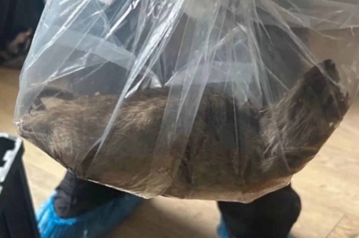    Mirror: 60-сантиметровую крысу обнаружили в жилом доме в Великобритании