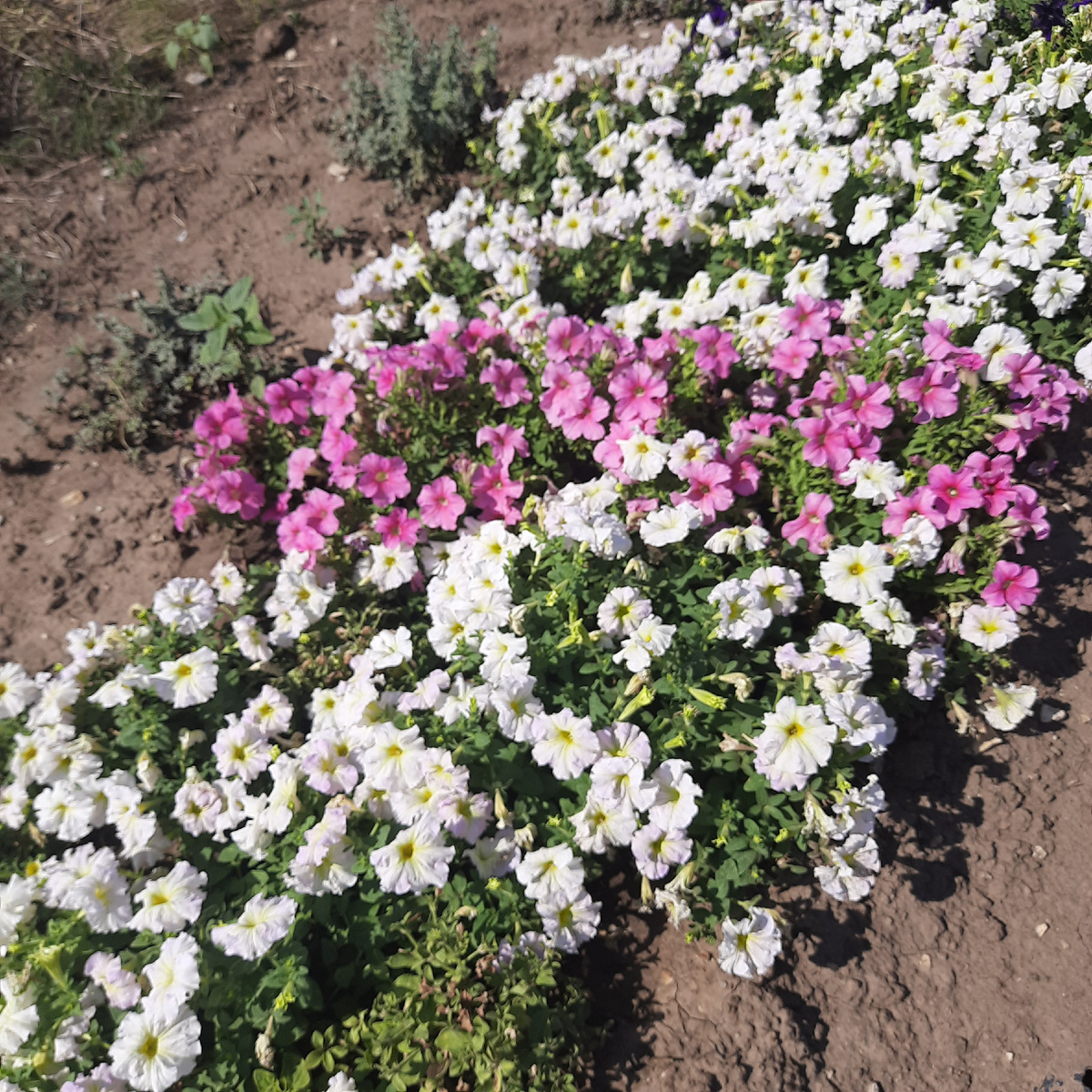 Фото не из моего сада, но из личного архива