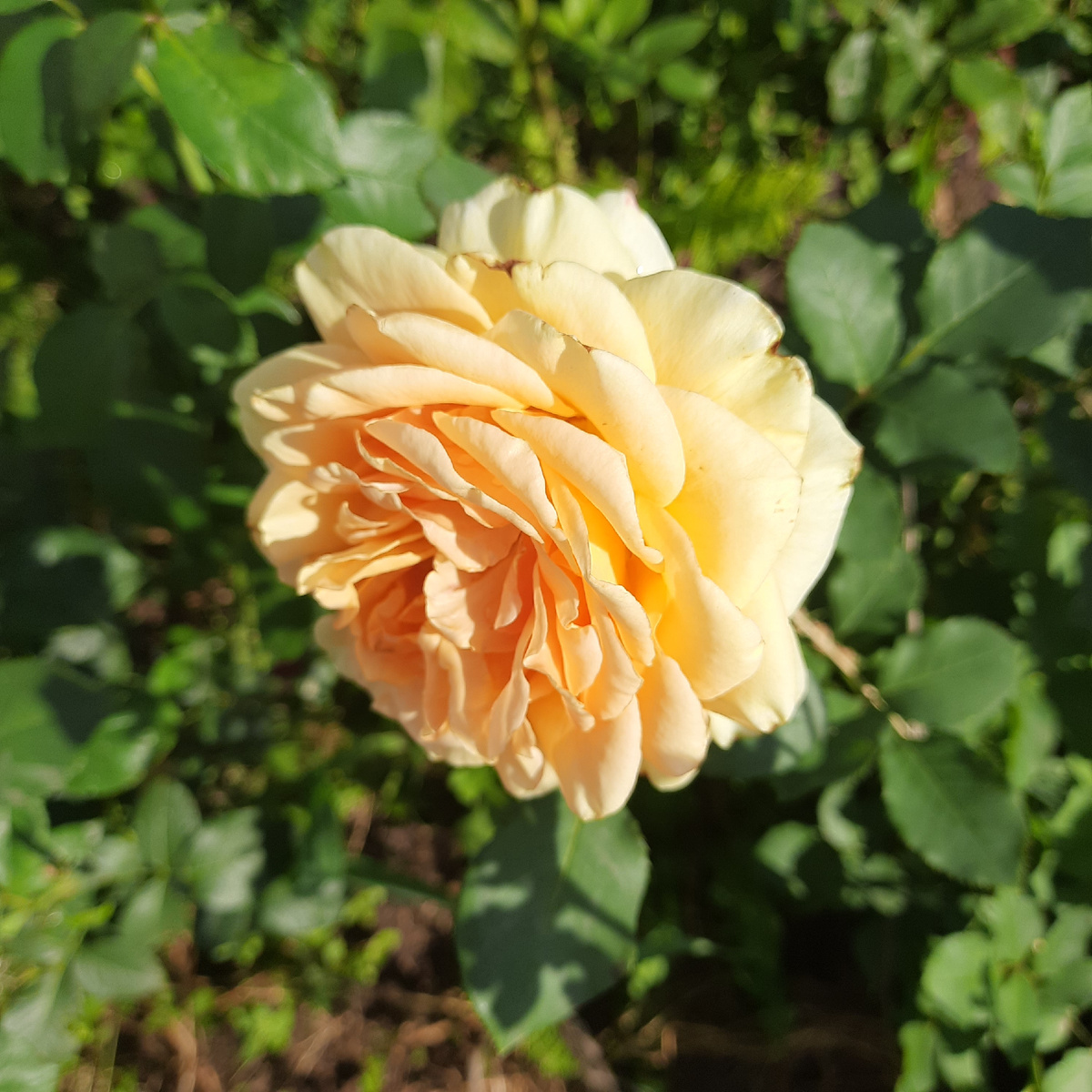 Неопознанная красотка