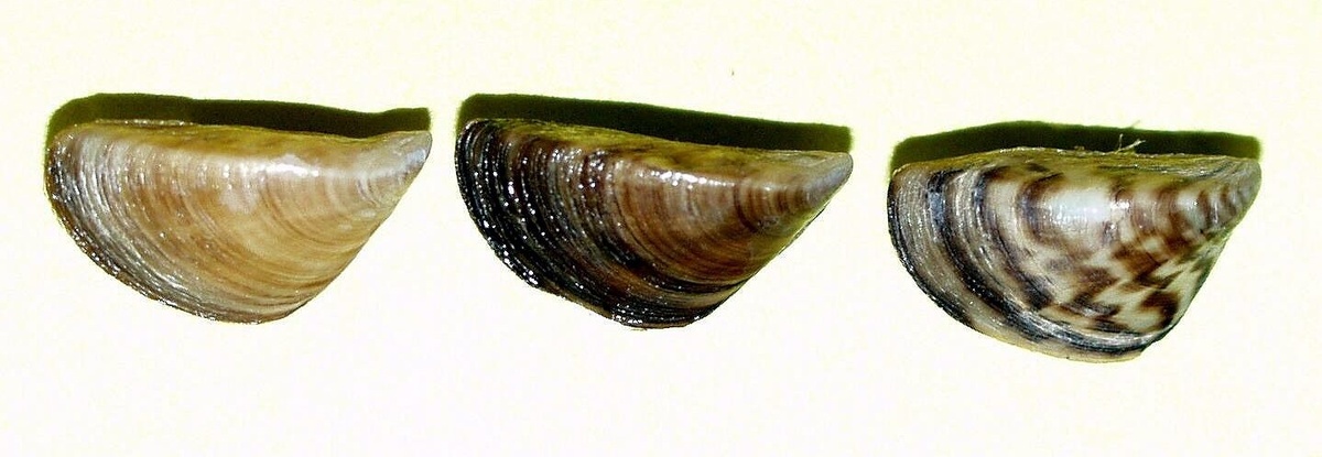 дрейссена разных возрастов