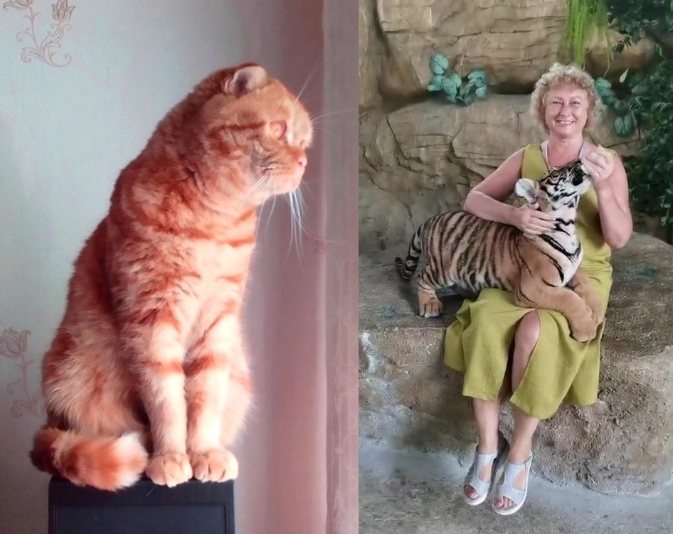 Котику Басе нашли товарища для игр.