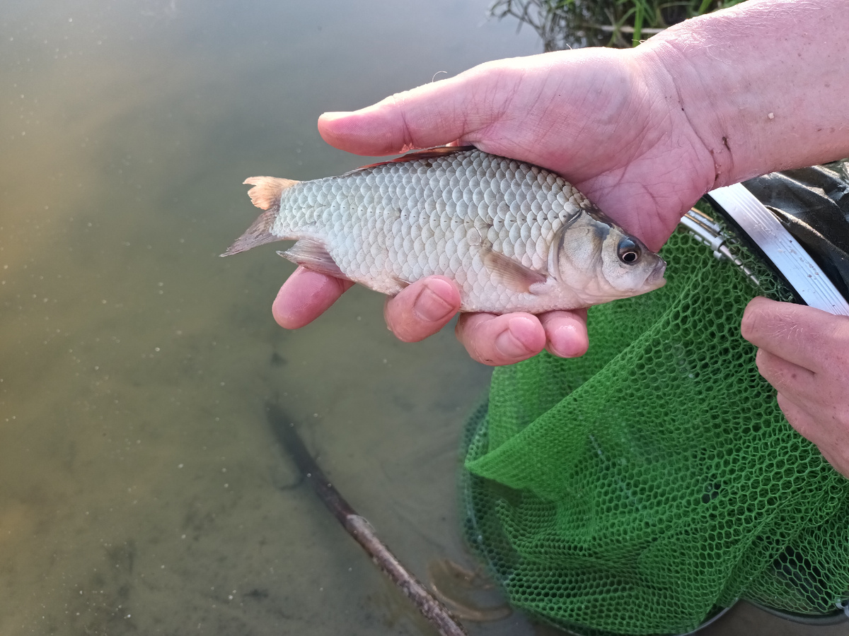 Пойманеуб рыбу отпустили