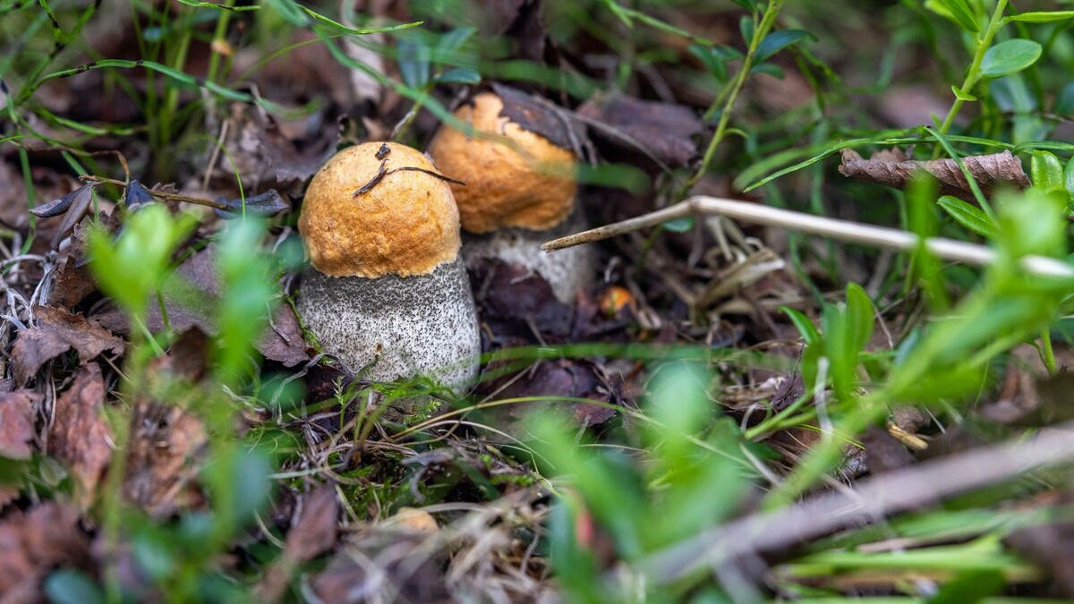    Фото: Федор Воронов / «Ямал-Медиа»