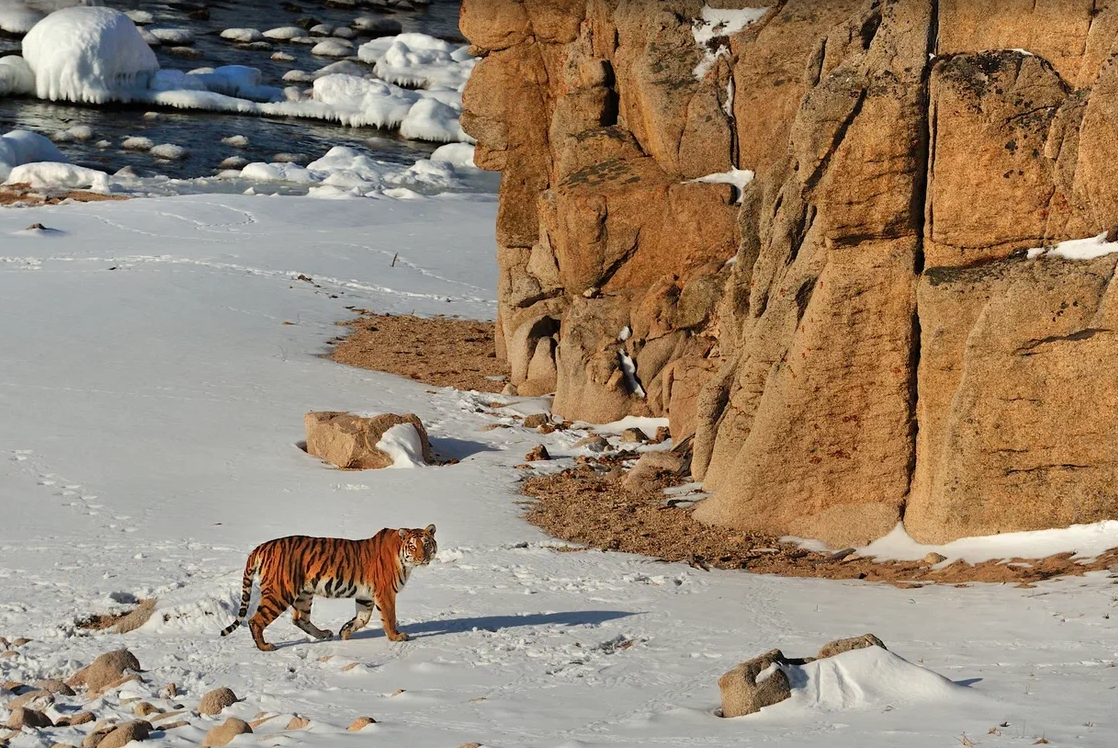 Амурский тигр. Лазовский заповедник (2012). Фото: Фукуда Тосидзи