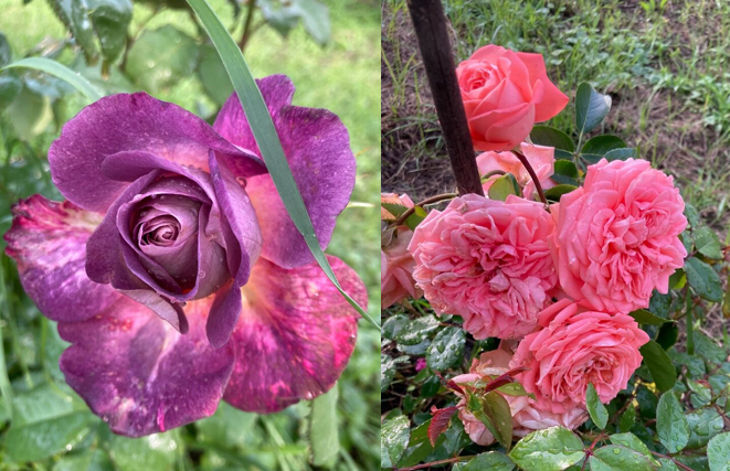 Фото и коллаж автора