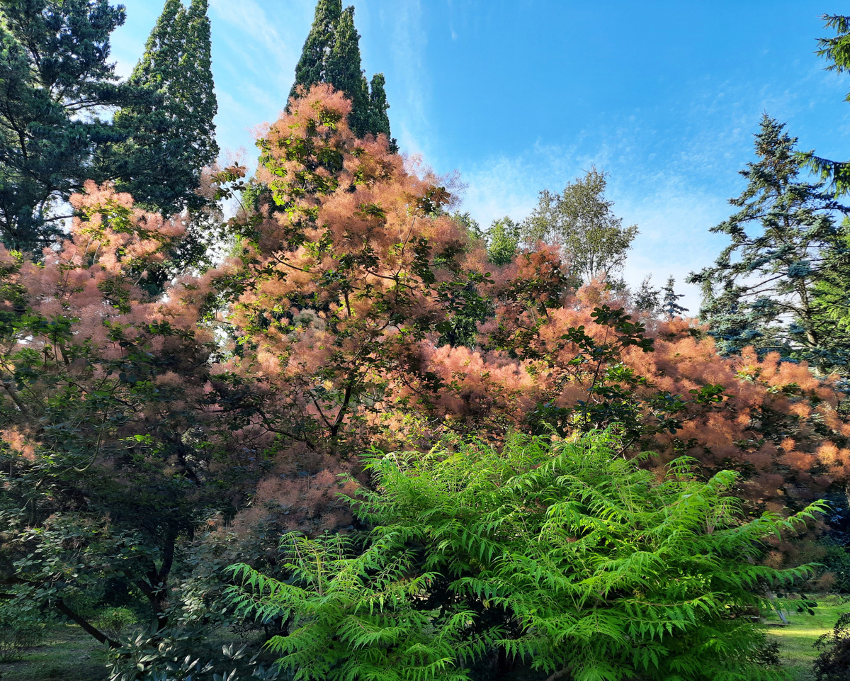 Скумпия кожевенная