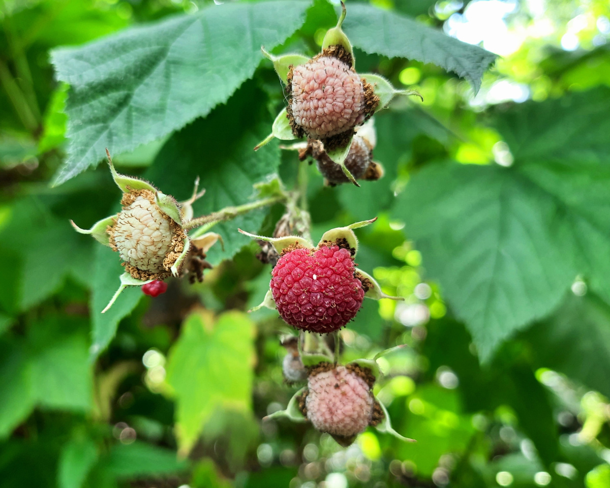 Малина душистая или малиноклён душистый
