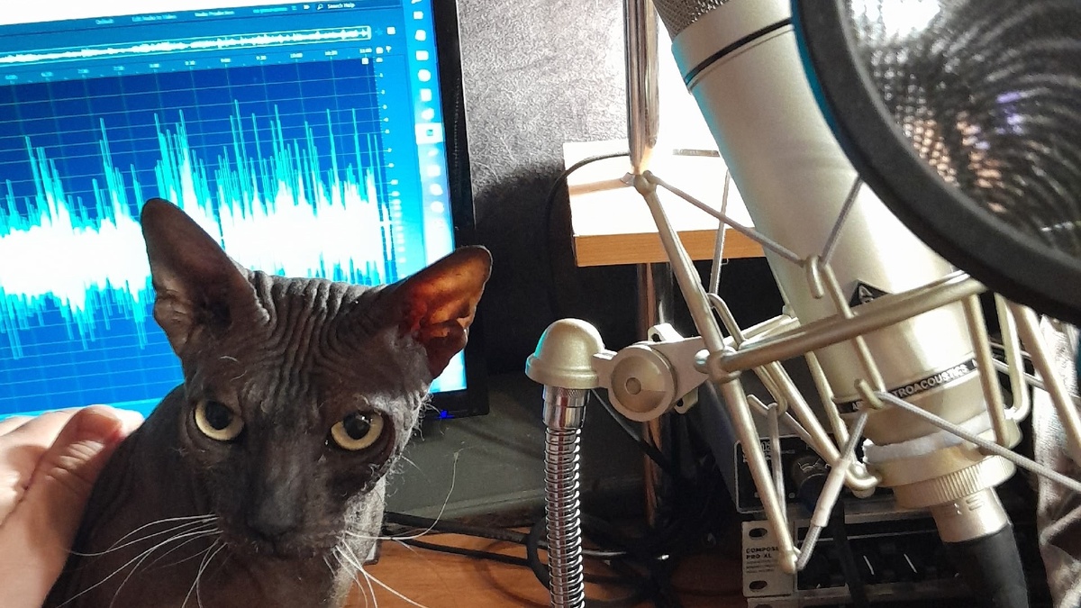 Красавица кошка Соня на рабочем месте чтеца Евгения Лебедева