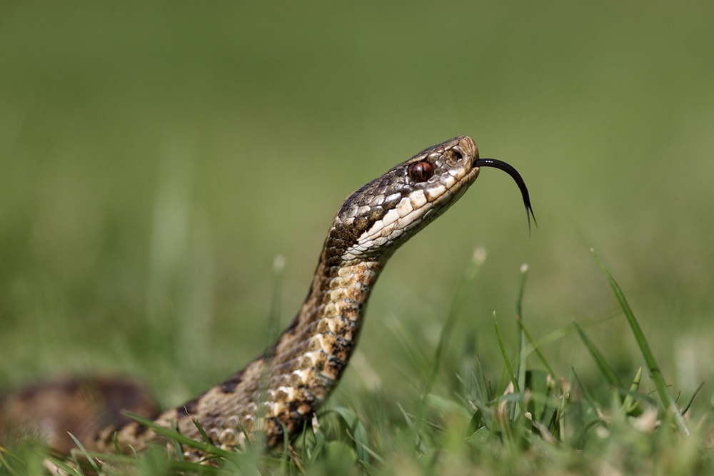    Змеи, чувствуя угрозу или защищая свою территорию, могут нападать, особенно если человек случайно приблизился к ним слишком близко. / iStock
