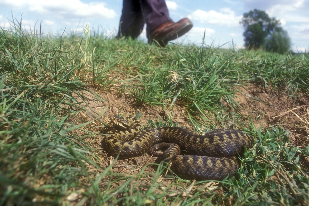    Змея может затаиться в траве, воспринимая человека, как непрошенного гостя. / Фото: iStock