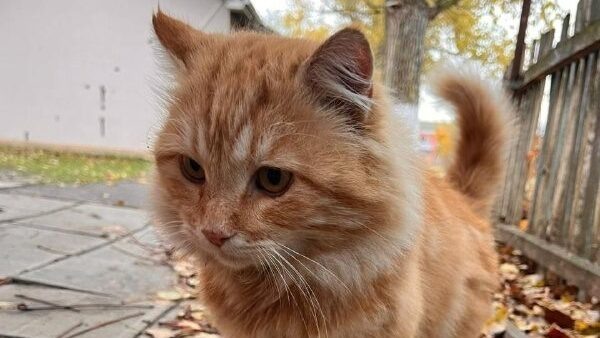 телеграм-канал «Забытые сердца»