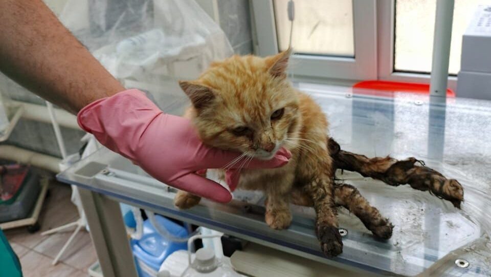 телеграм-канал «Забытые сердца»