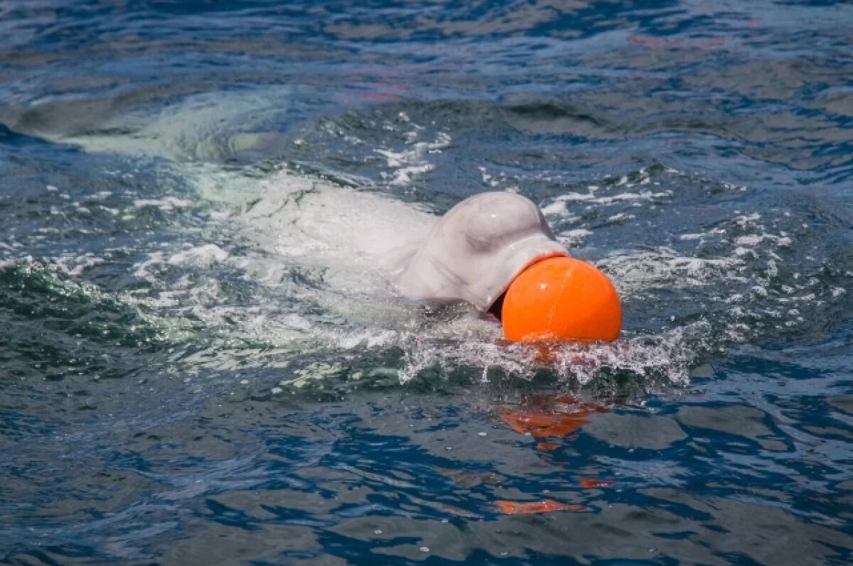    В реке Мезень в Коми рыбаки спасли приплывшего со стороны моря кита