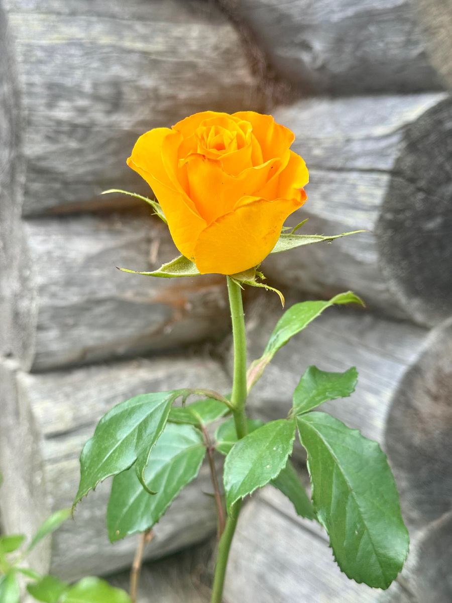 Фото Дмитрия Шишебарова 