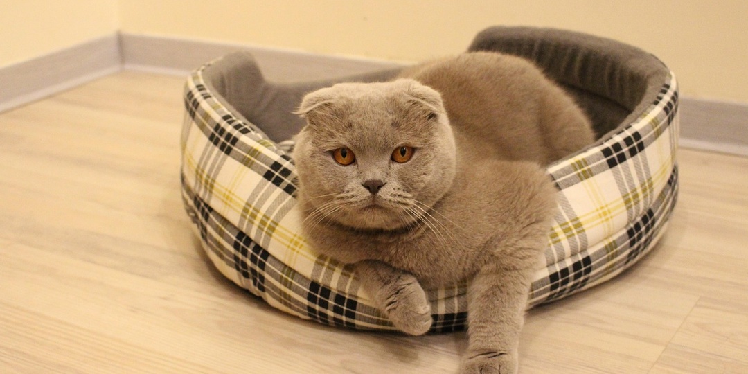 6 причин, почему кошка охраняет своего хозяина