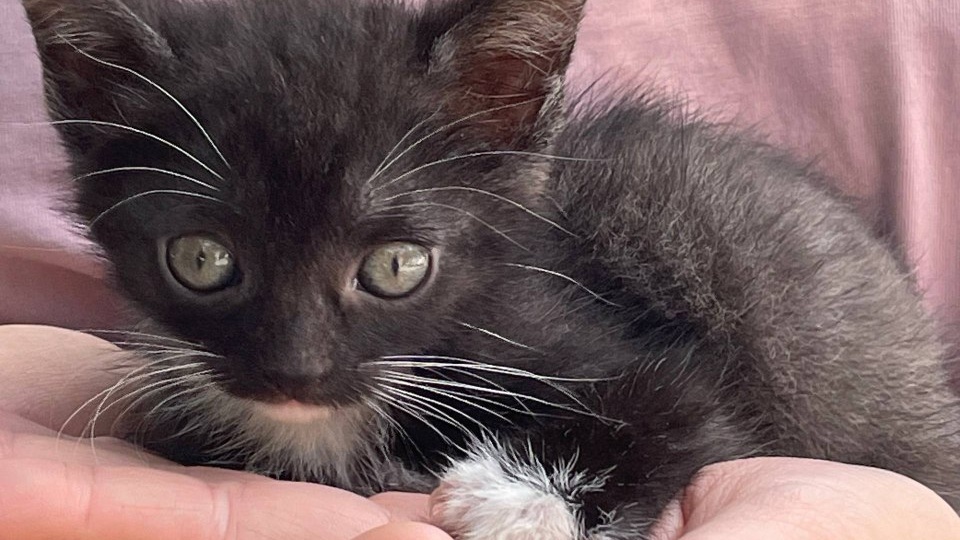 Подкинули красивых котят. Ищем семьи