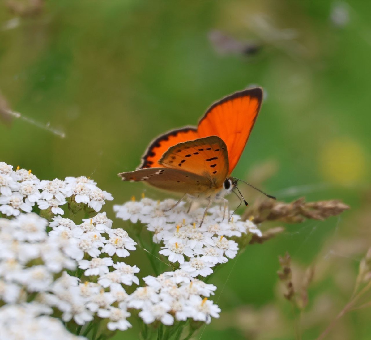    Фото: Лесопожарный центр Красноярского края