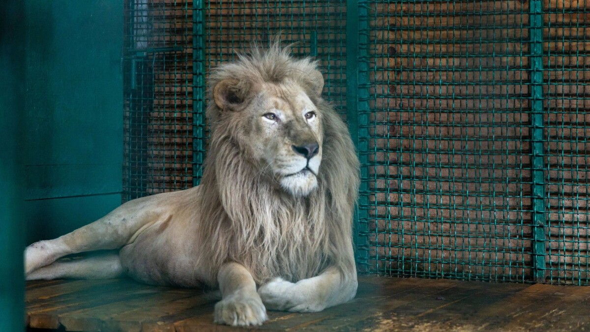    Фото: Фёдор Воронов/«Ямал-Медиа»