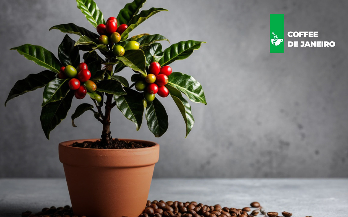 Любовь к кофе часто начинается с восхищения его ароматом и вкусом, но что, если вы можете привнести частичку магии кофейных плантаций прямо в свой дом?