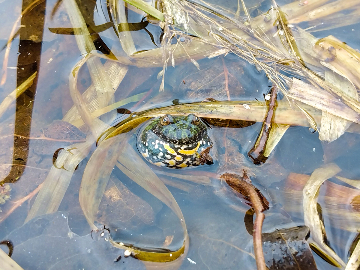 Краснобрюхая жерлянка — амфибия из семейства жерлянок. В научном смысле она ближе к лягушкам, чем к настоящим жабам. Szabolcs Márton, CC BY-NC.