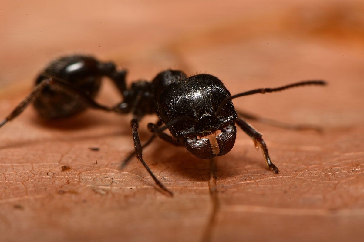 Муравей-жнец