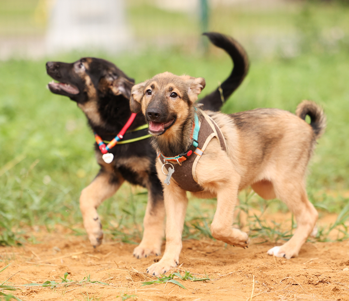А мы то как удачно вляпались, что вы нас подобрали! Жан и Ариша
