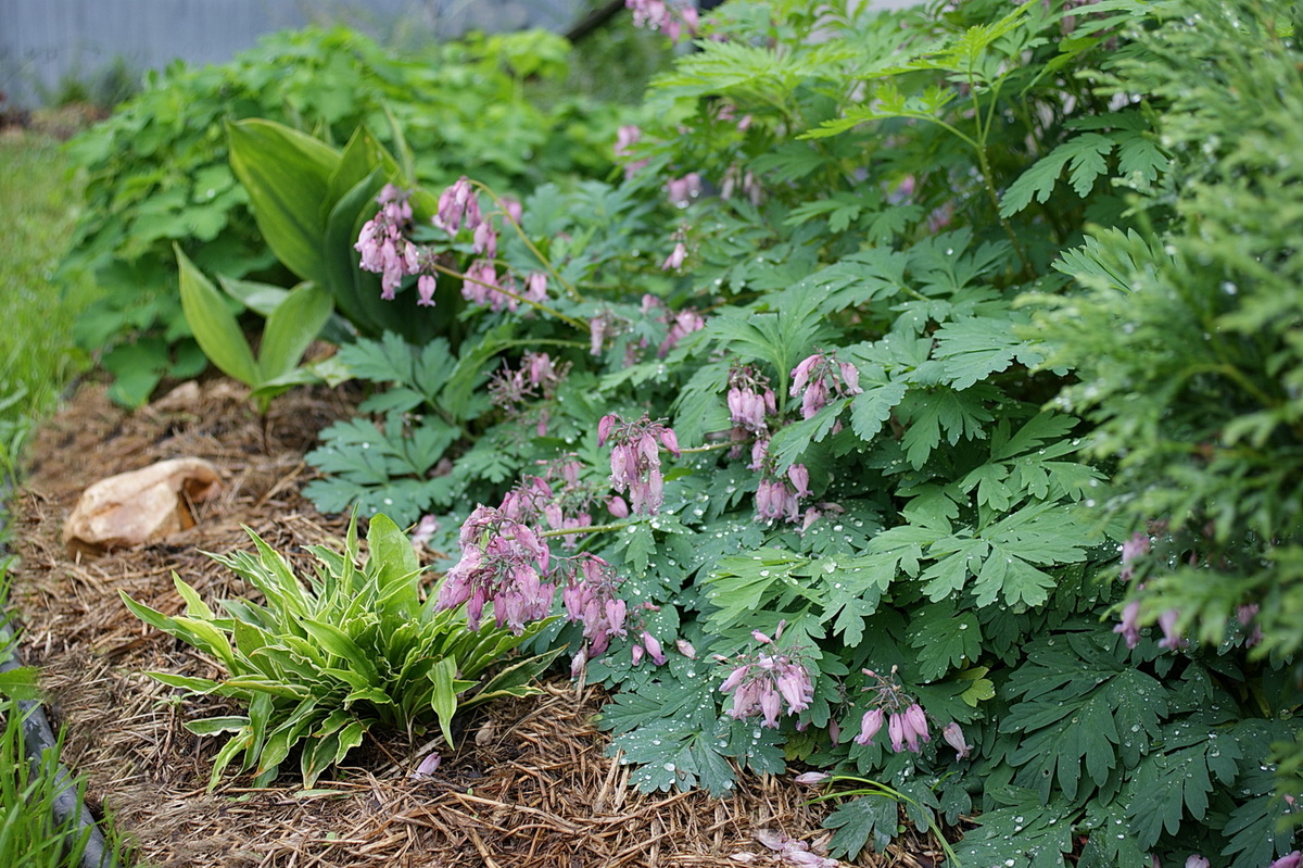 Мульча из травы не только в цветниках, но и на грядках, в теплице и даже в контейнерном саду. 