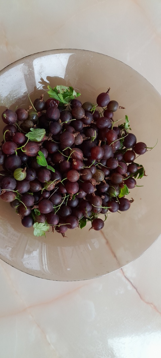 Наш крыжовник