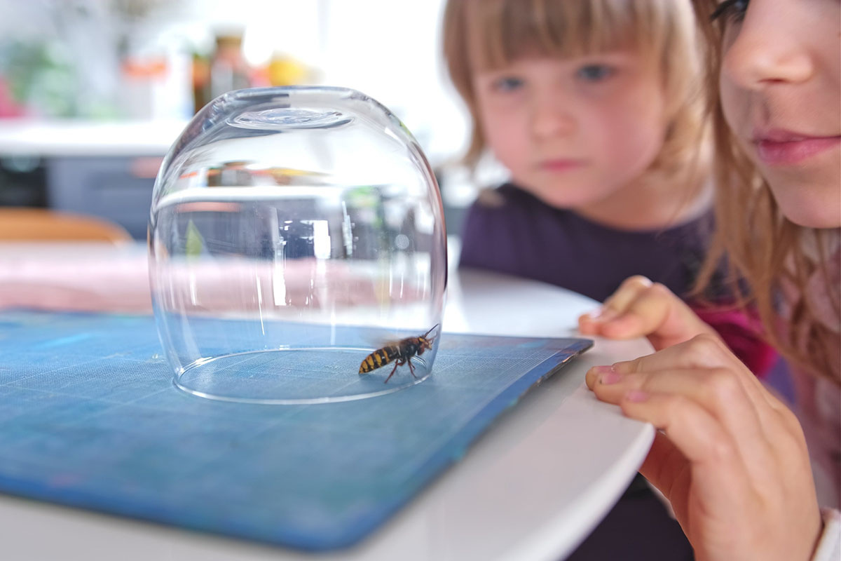 Выглядят грозно, жужжат громко, кусаются больно — шершни не самые приятные соседи по даче, но полезные санитары леса. Источник: Shutterstock📷
