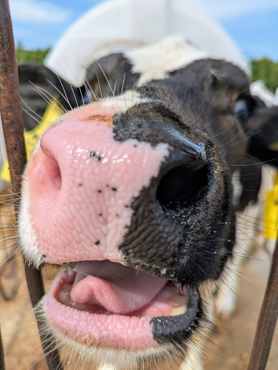 Корова. Это фото и все ниже: дзен-канал История одного ремонта и что было после.