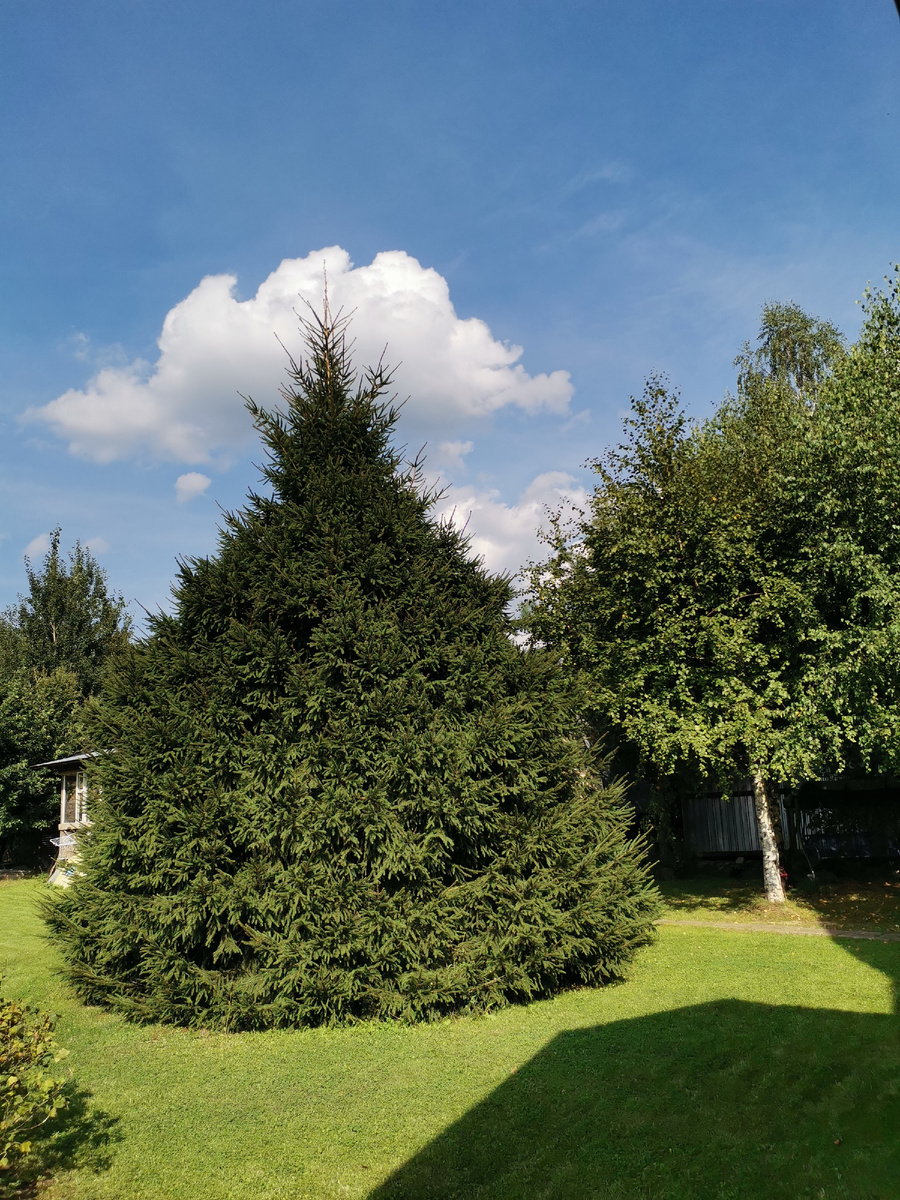 Земные годы откладываются годовыми кольцами в стволе дерева. Елочке всего 20 лет, 20 кругов.