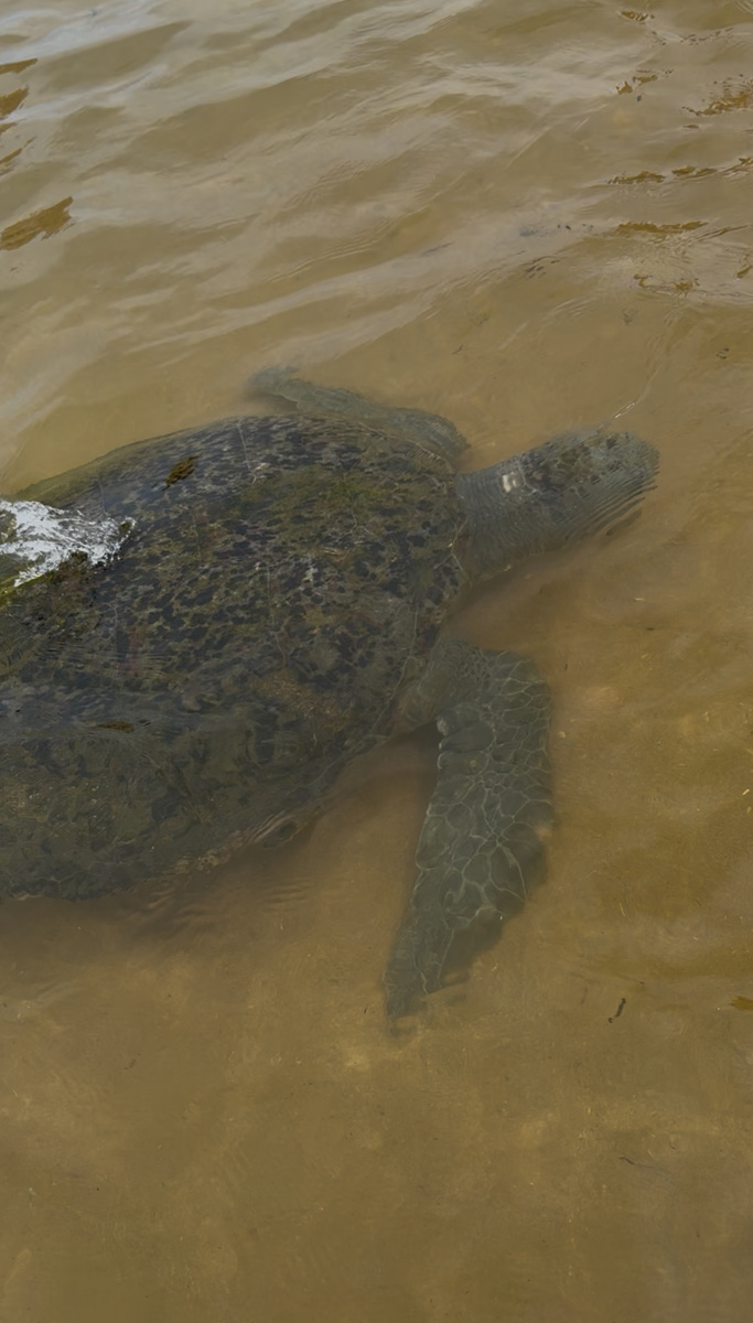 Огромные черепахи приплывают близко к берегу