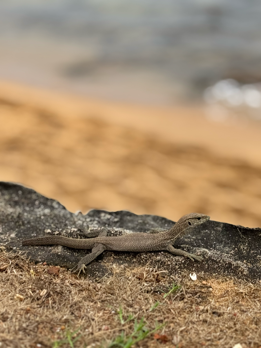 Постоянные жители пляжа